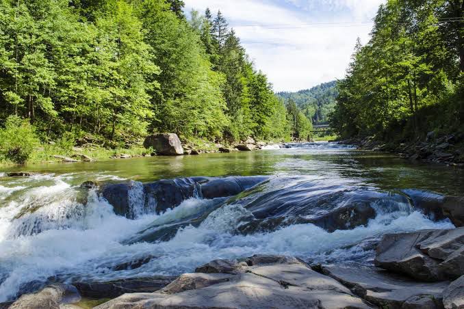 Fresh river flowing over rocks beside a forested shoreline
